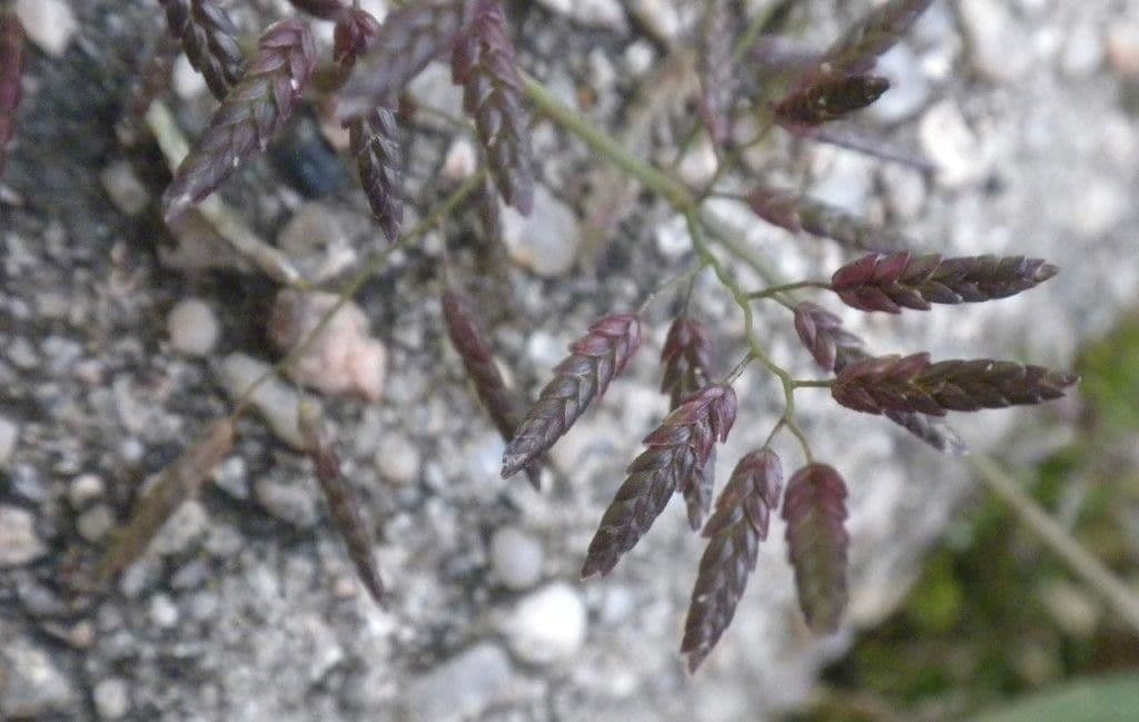 Fienarola minore 4