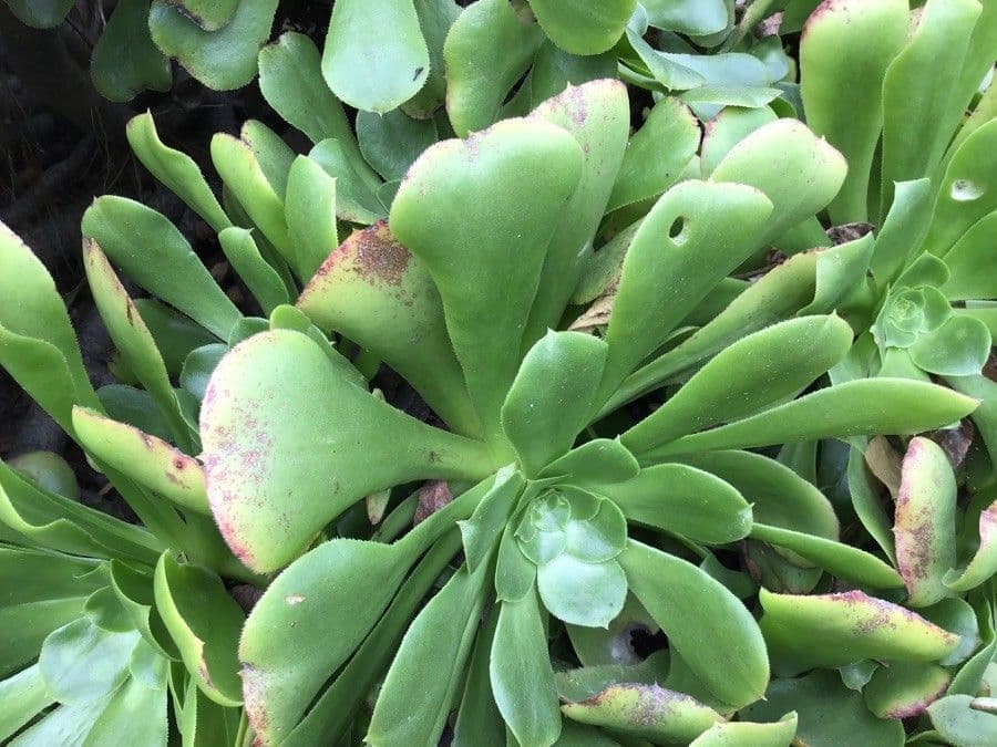 Aeonium ondulato 11