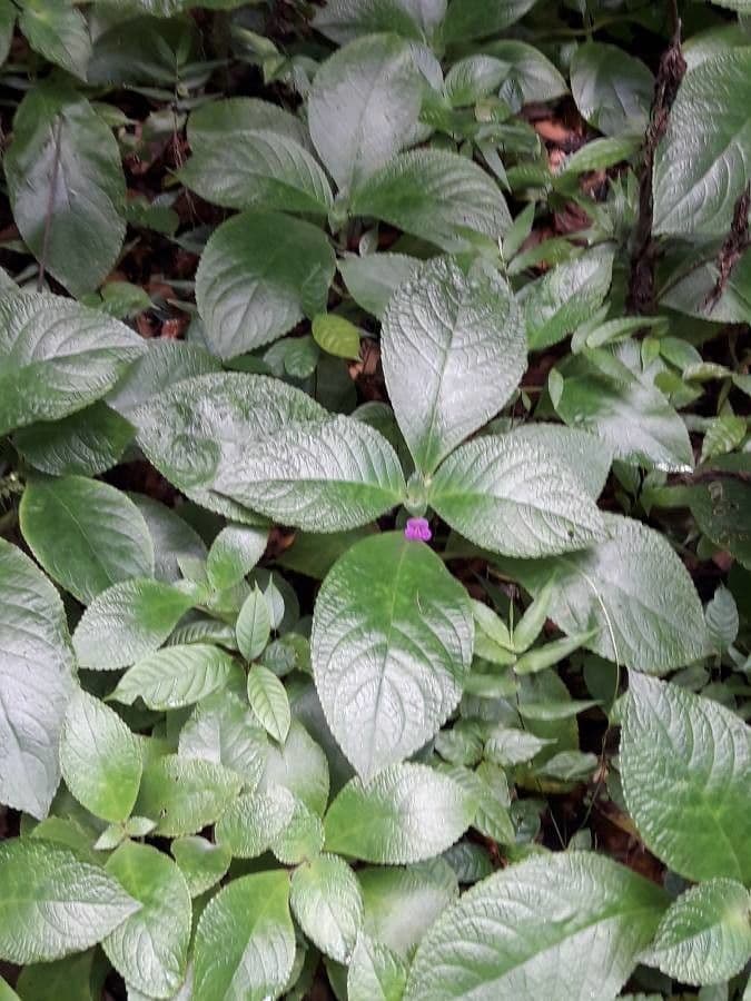 Chrysothemis melittifolia 6