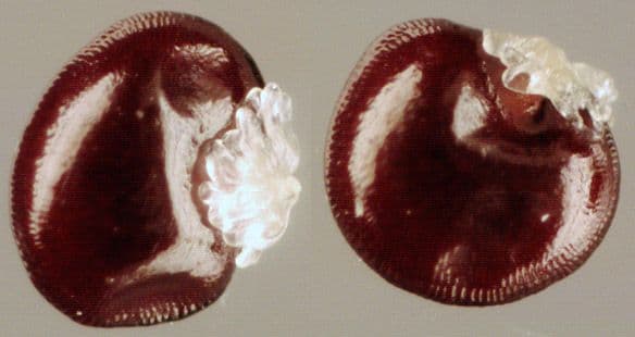 Moehringia a tre nervi 3