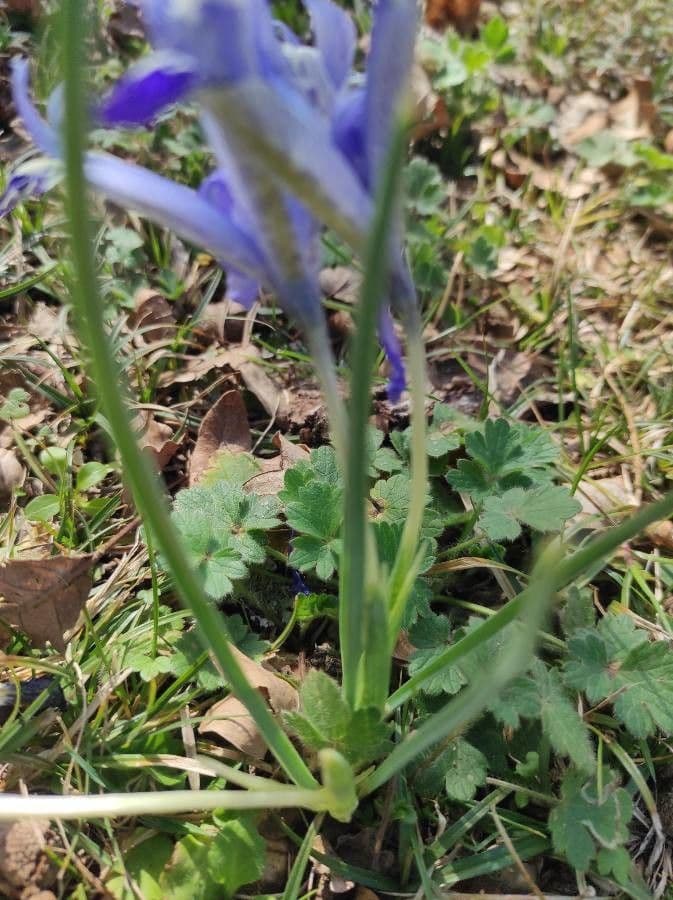 Moraea 15