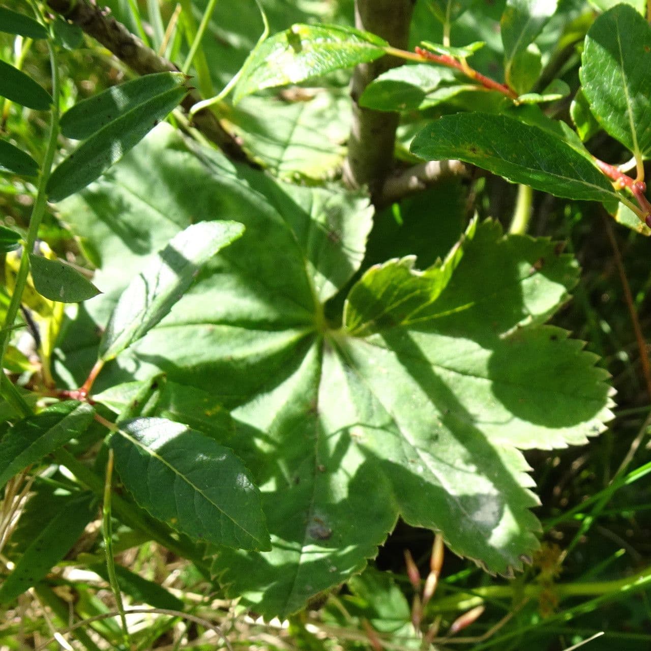 Alchemilla glabra 17