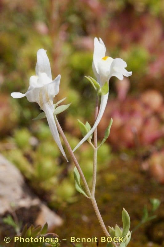 Linaria reflexa 11