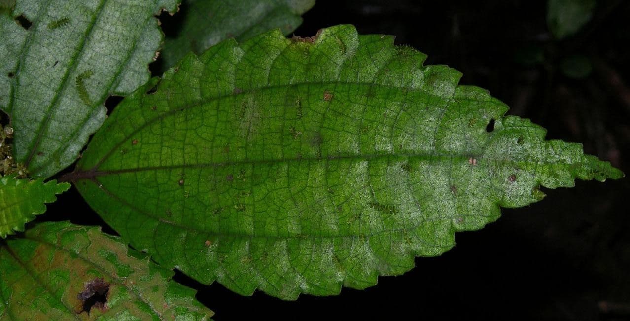 Pilea 4