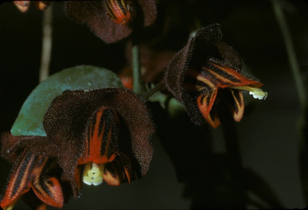 Aeschynanthus 3
