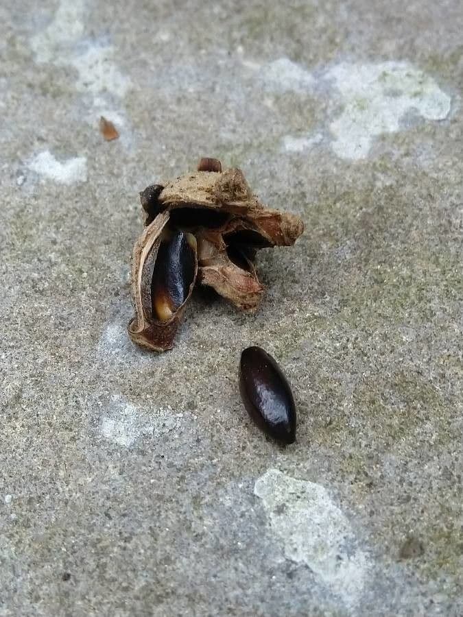 Amamelide cinese 5