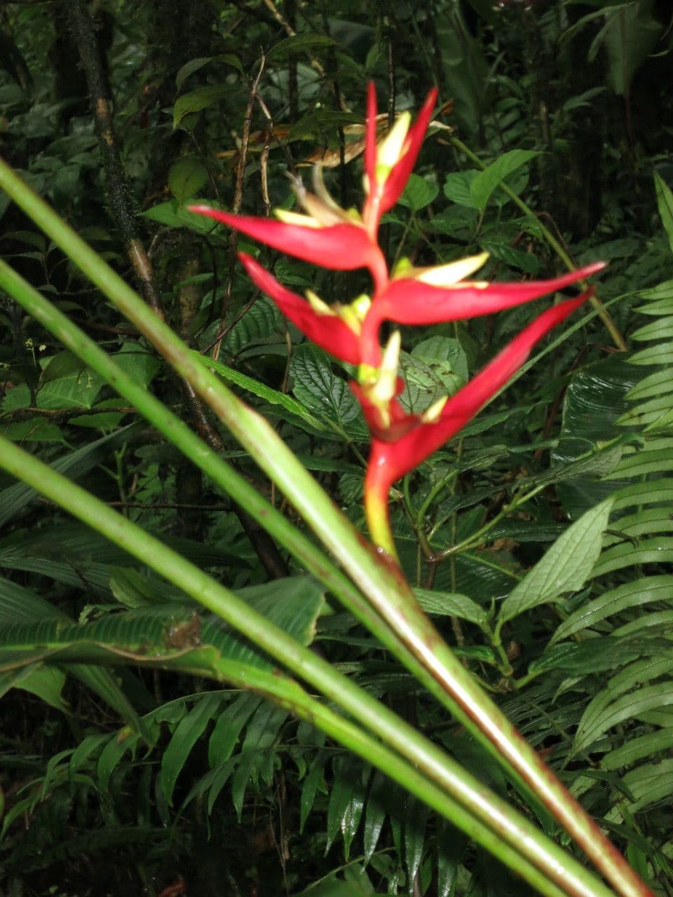 Heliconia 12