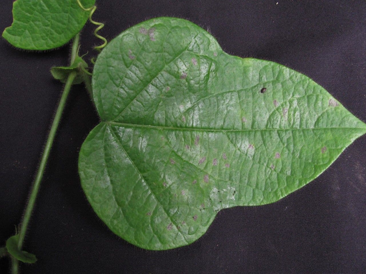 Passiflora 21