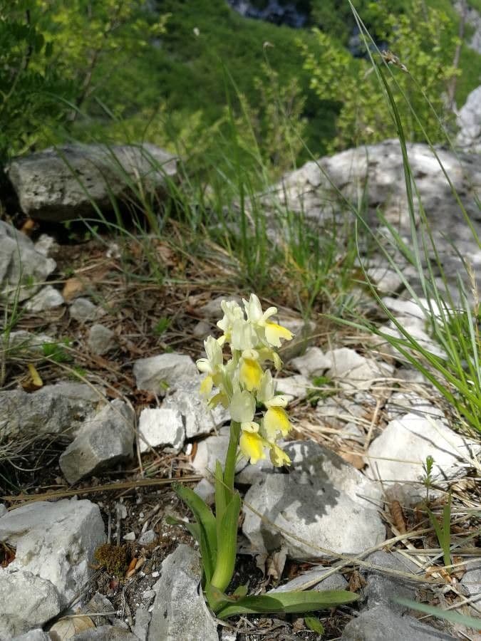 Orchide