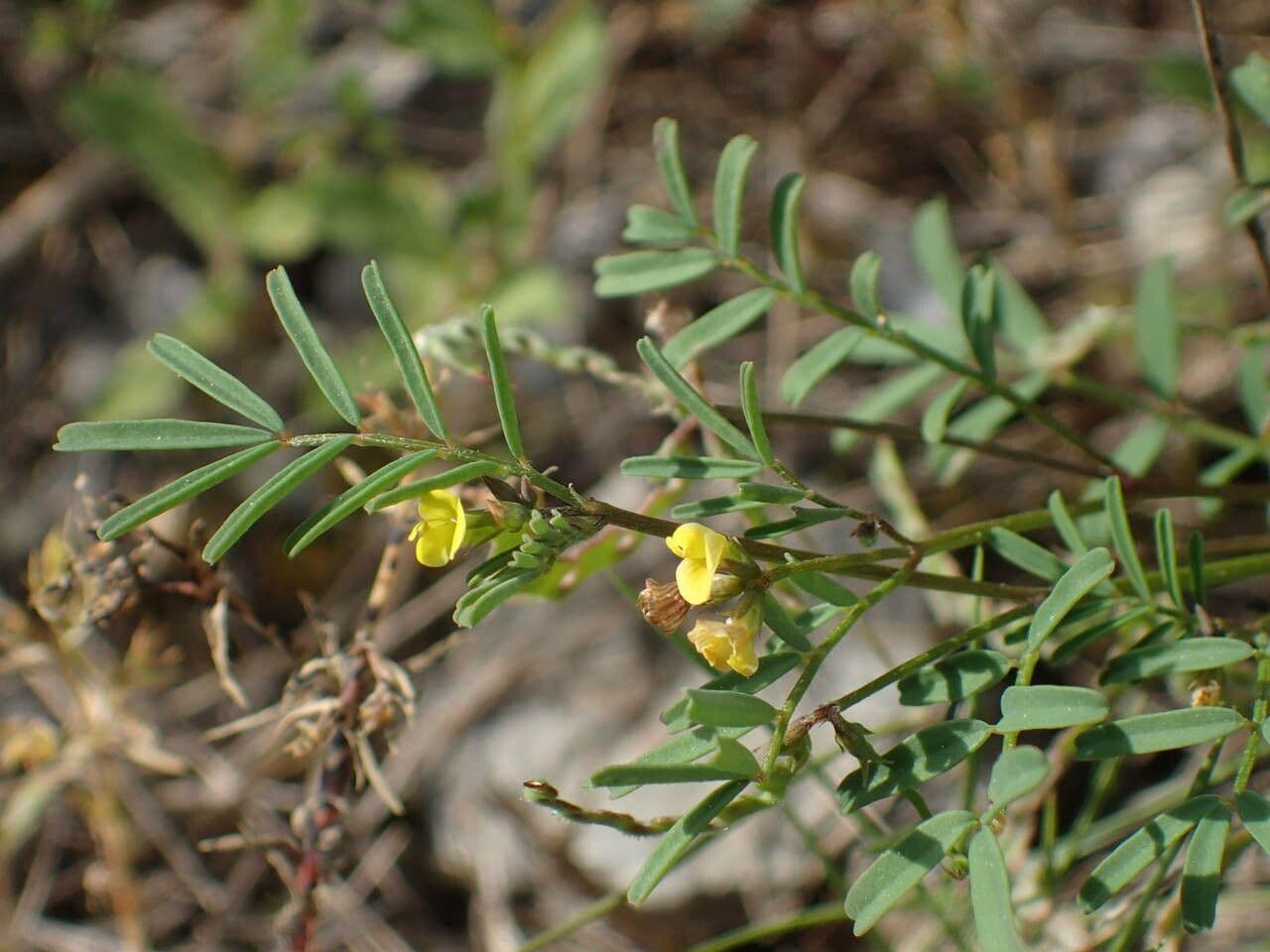 Ipocrepidi ciliata 25