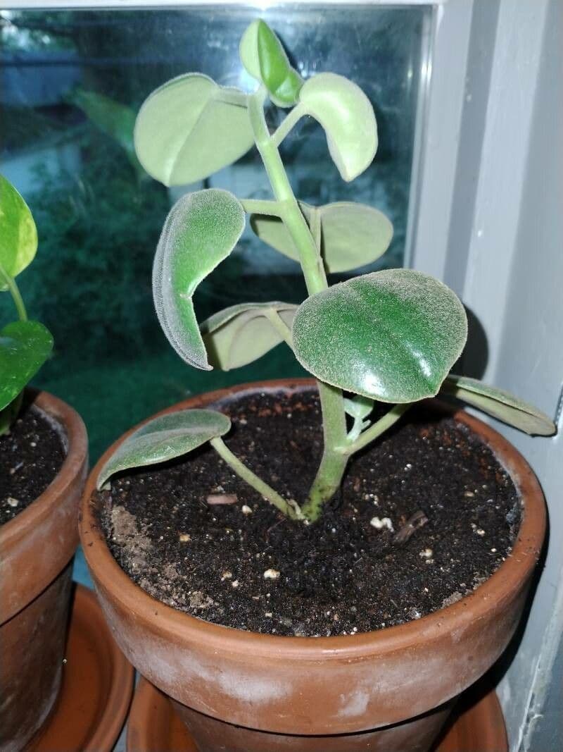 Peperomia