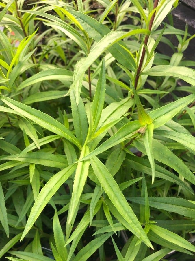 Penstemon eterofillo 12