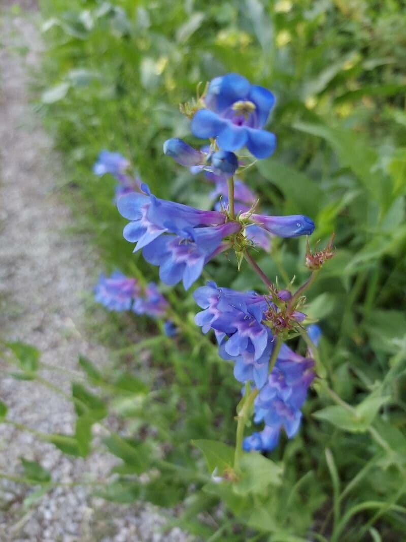 Penstemon cyananthus 5