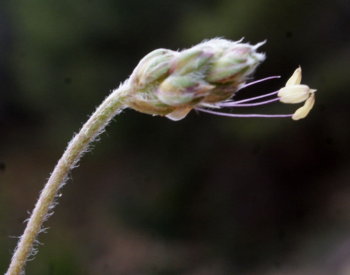 Piantaggine bianca 6