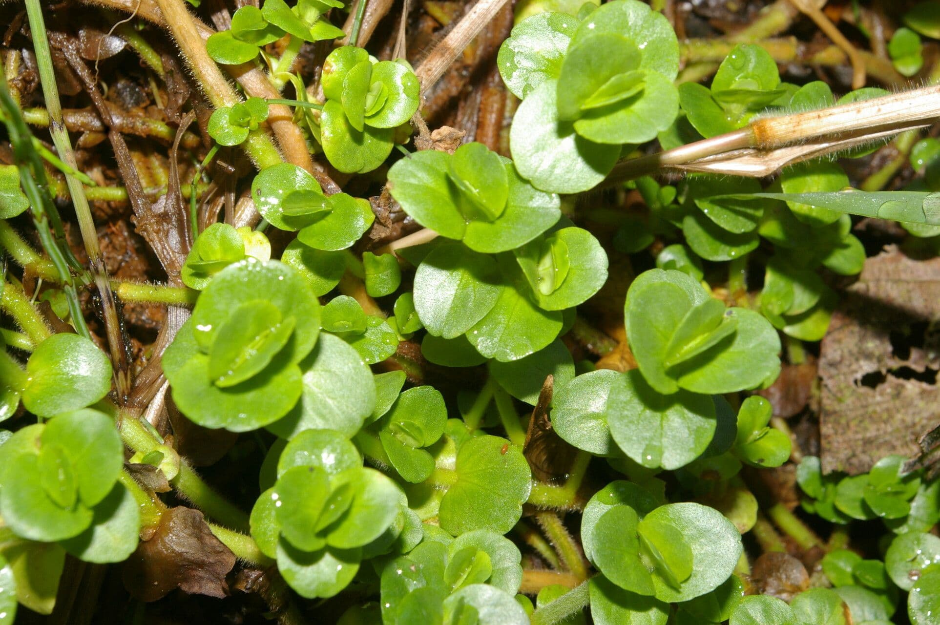 Bacopa salzmannii 8