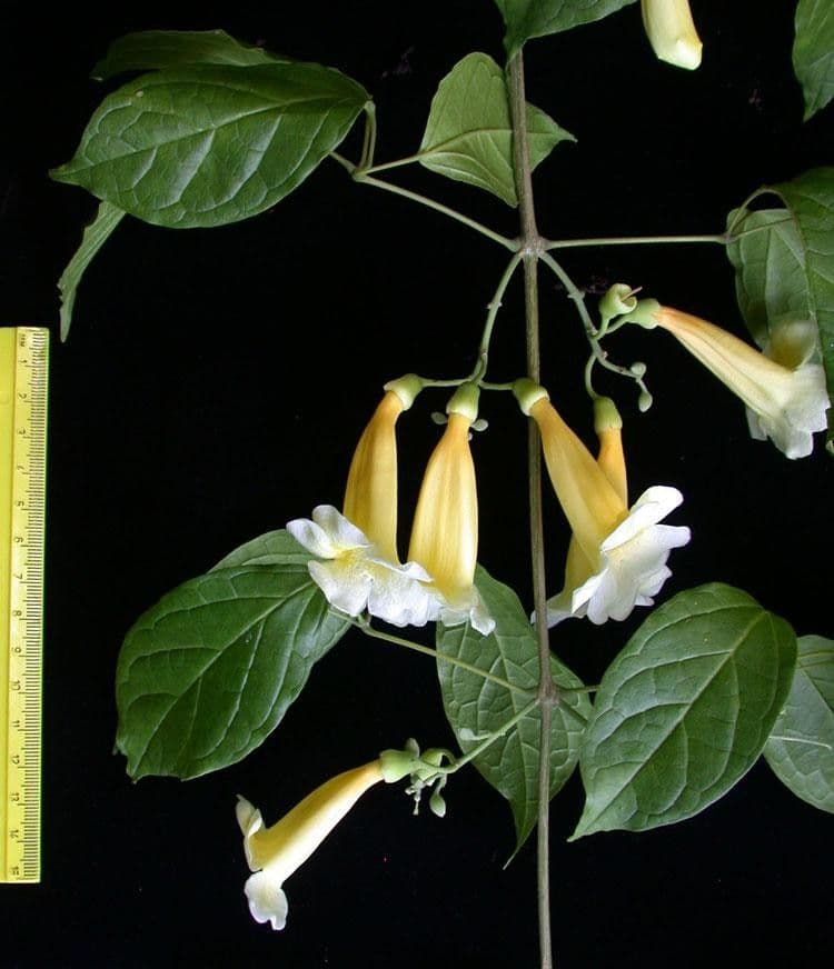 Anemopaegma 16