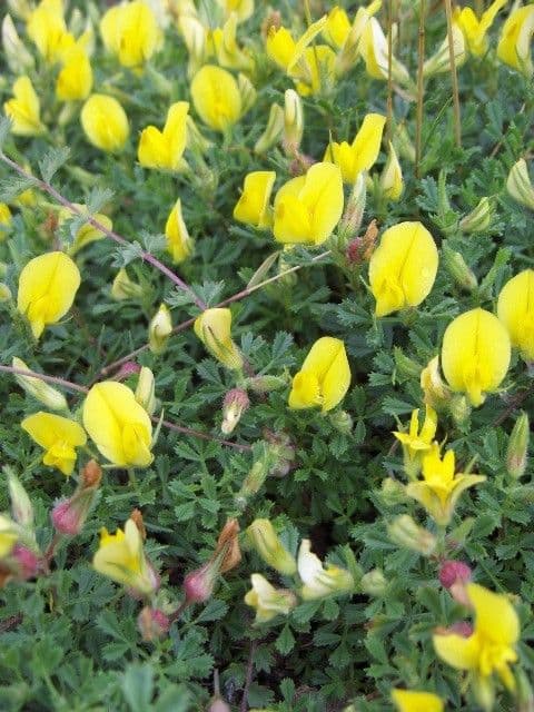 Ononis striata 10