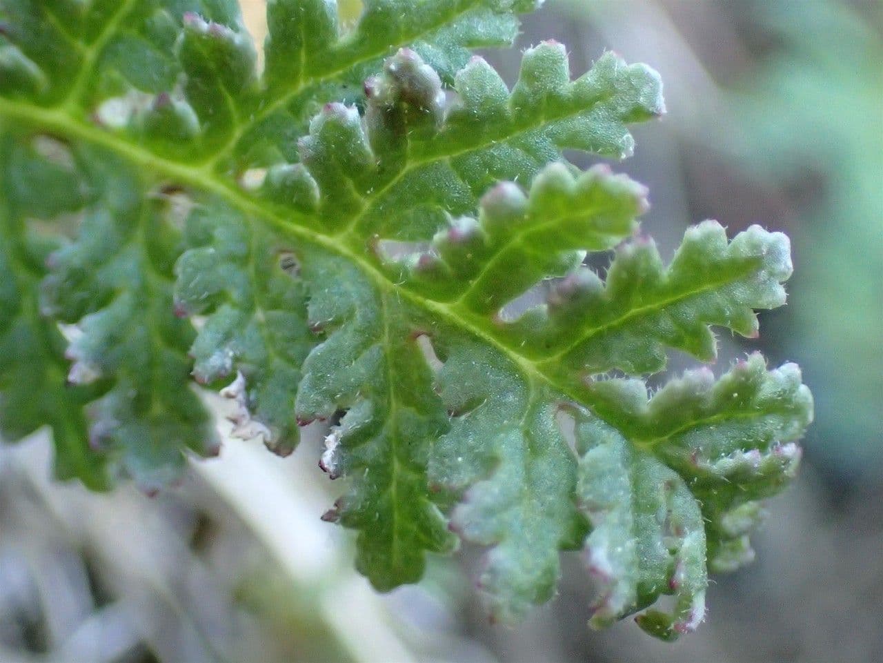 Pedicularis gyroflexa 15