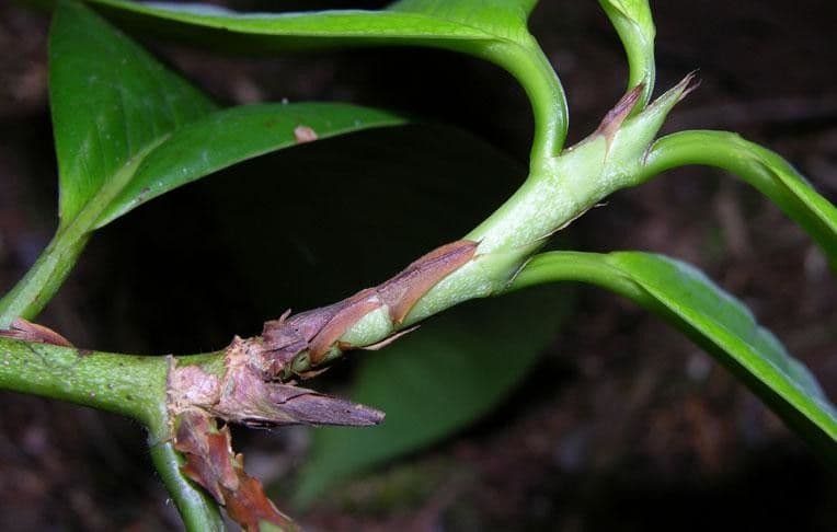 Erythroxylum 16