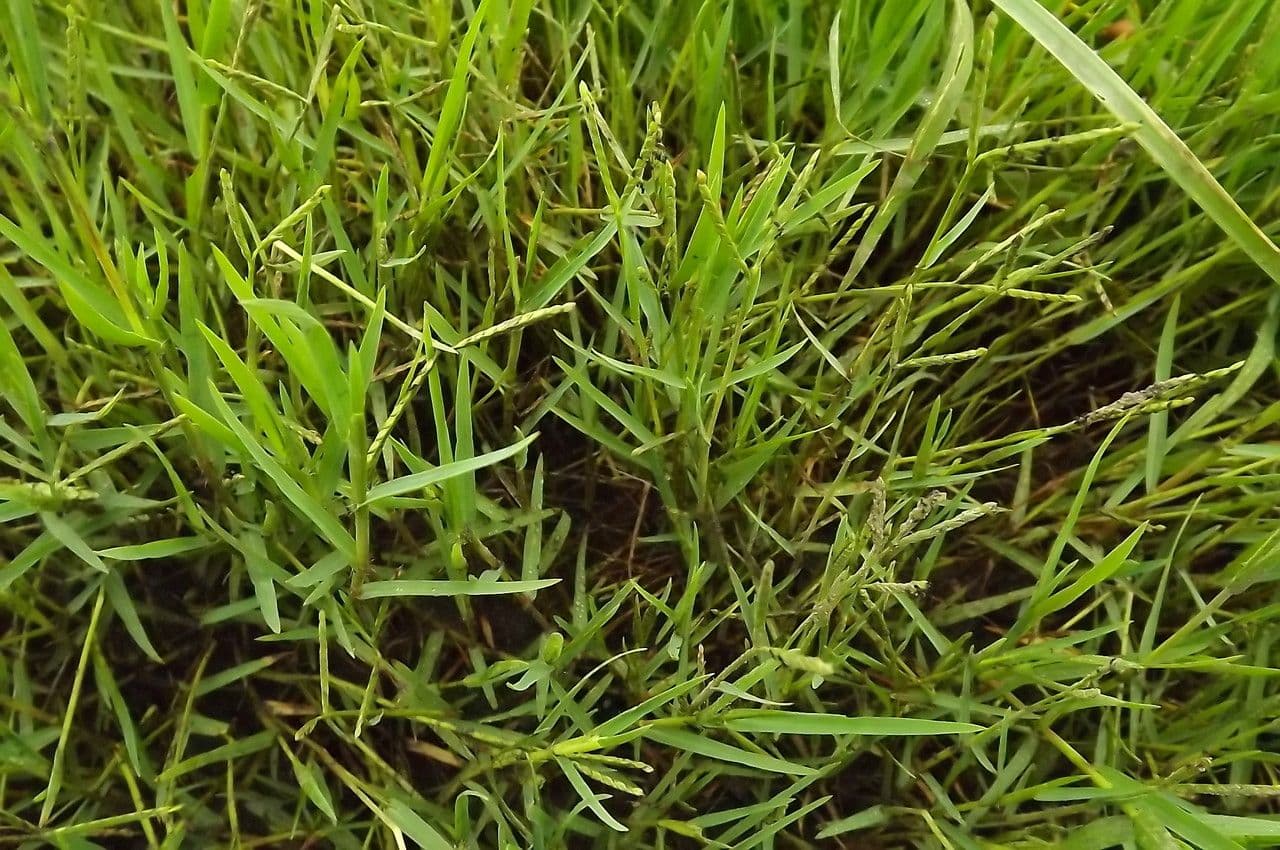 Panico acquatico 18