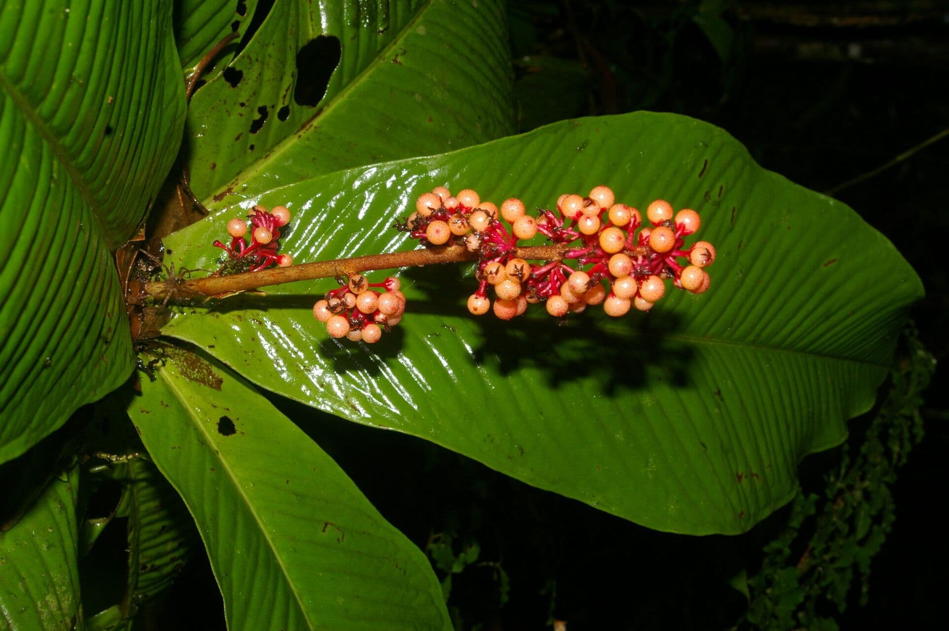 Ardisia 7