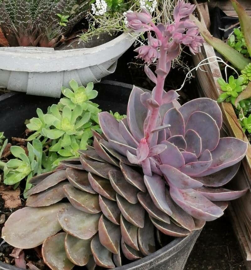 Echeveria 22