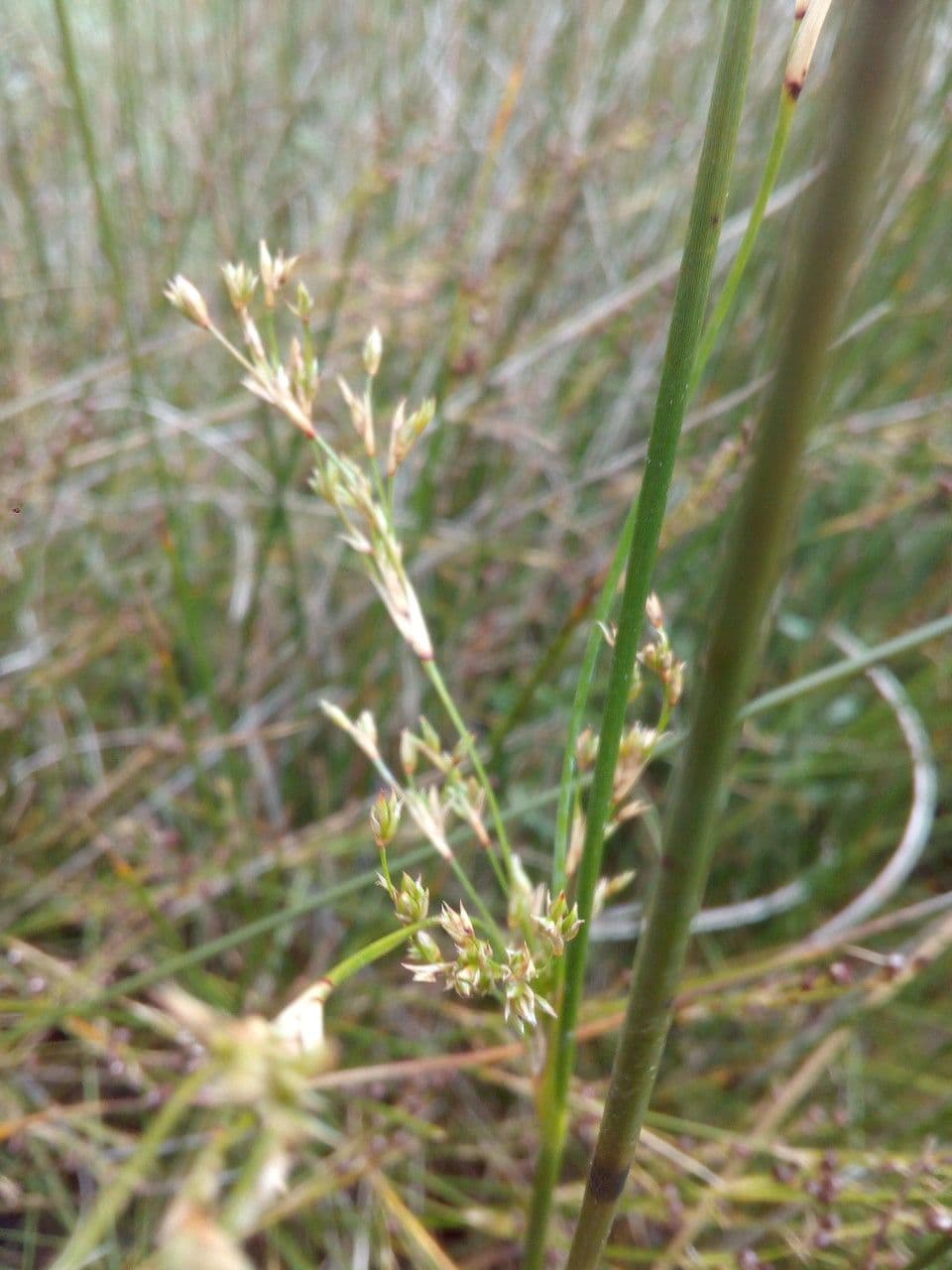 Junco marítimo 7