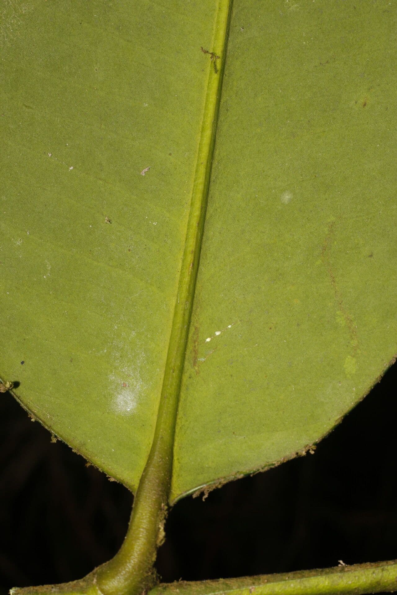 Garcinia 8