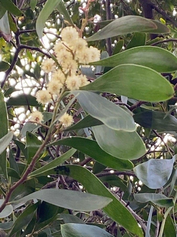 Acacia nera 6