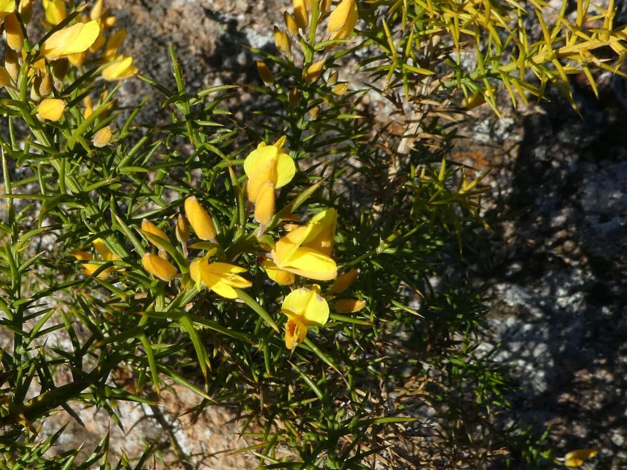 Ginestrone minore 14