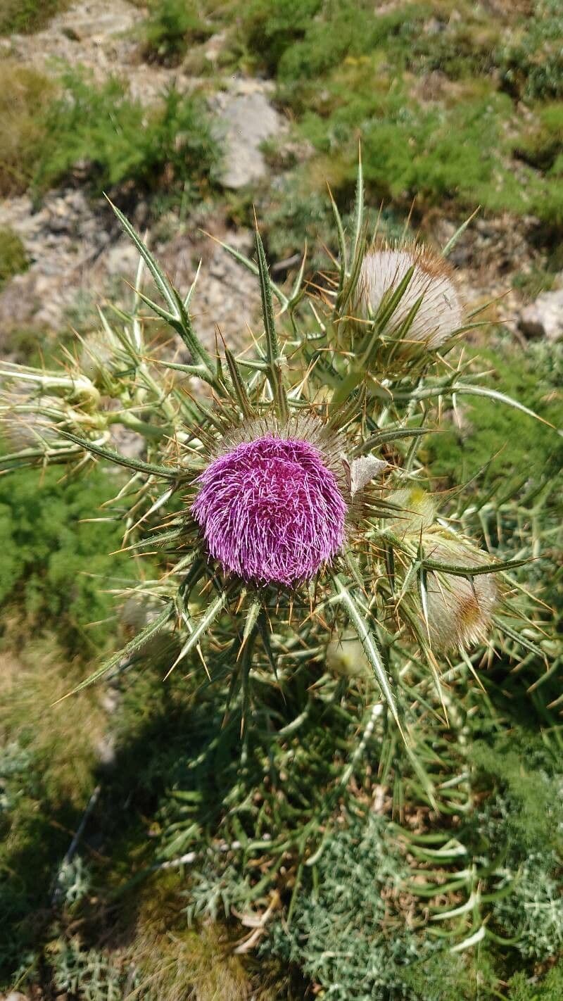 Cardo feroce 9