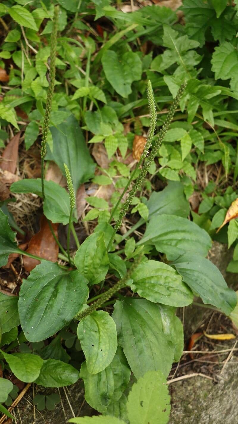 Plantago asiatica 2
