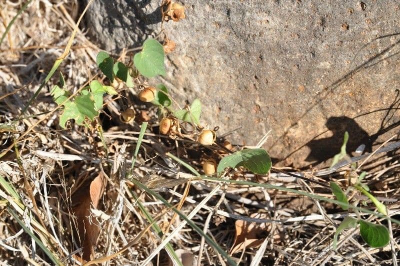 Ipomoea tmavá