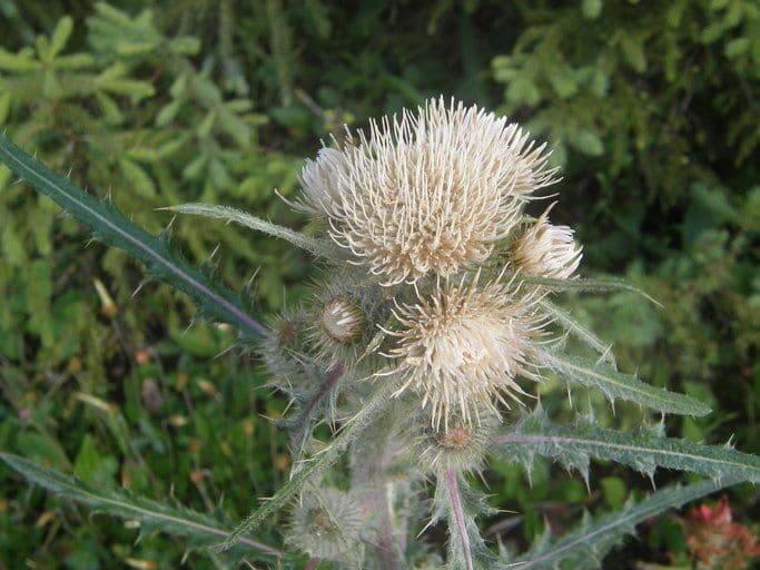 Hookers Distel 2