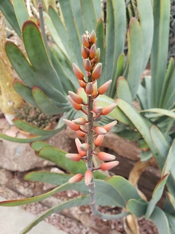 Kumara