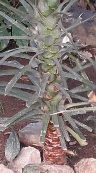 Bajonett-Yucca 24