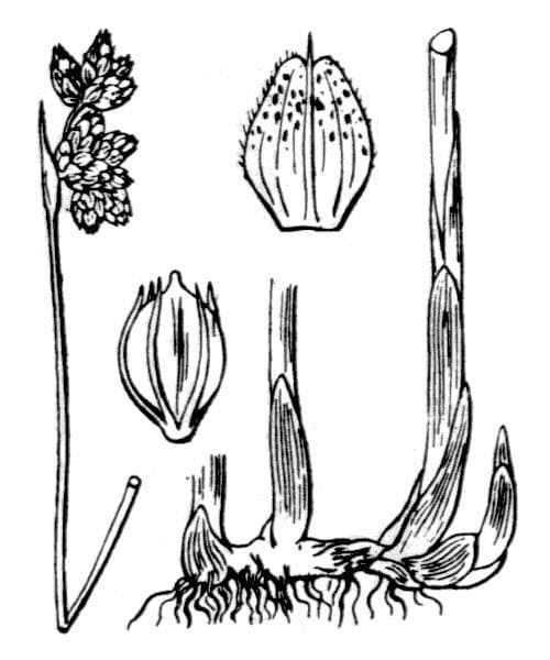 Salz-Teichbinse 23