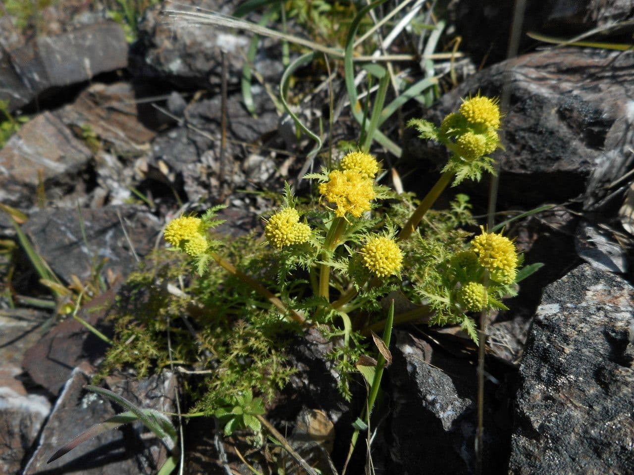 Sanicula tuberosa 2