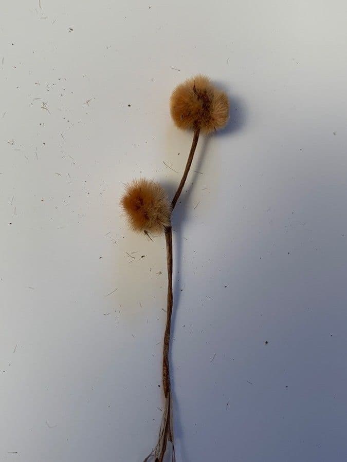 Erigeron alpino 2