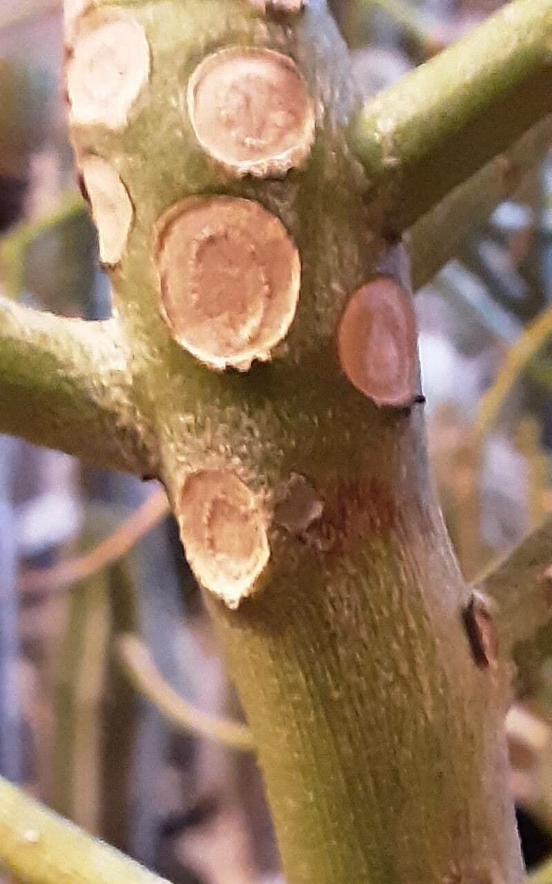 Euphorbe aphylla 17