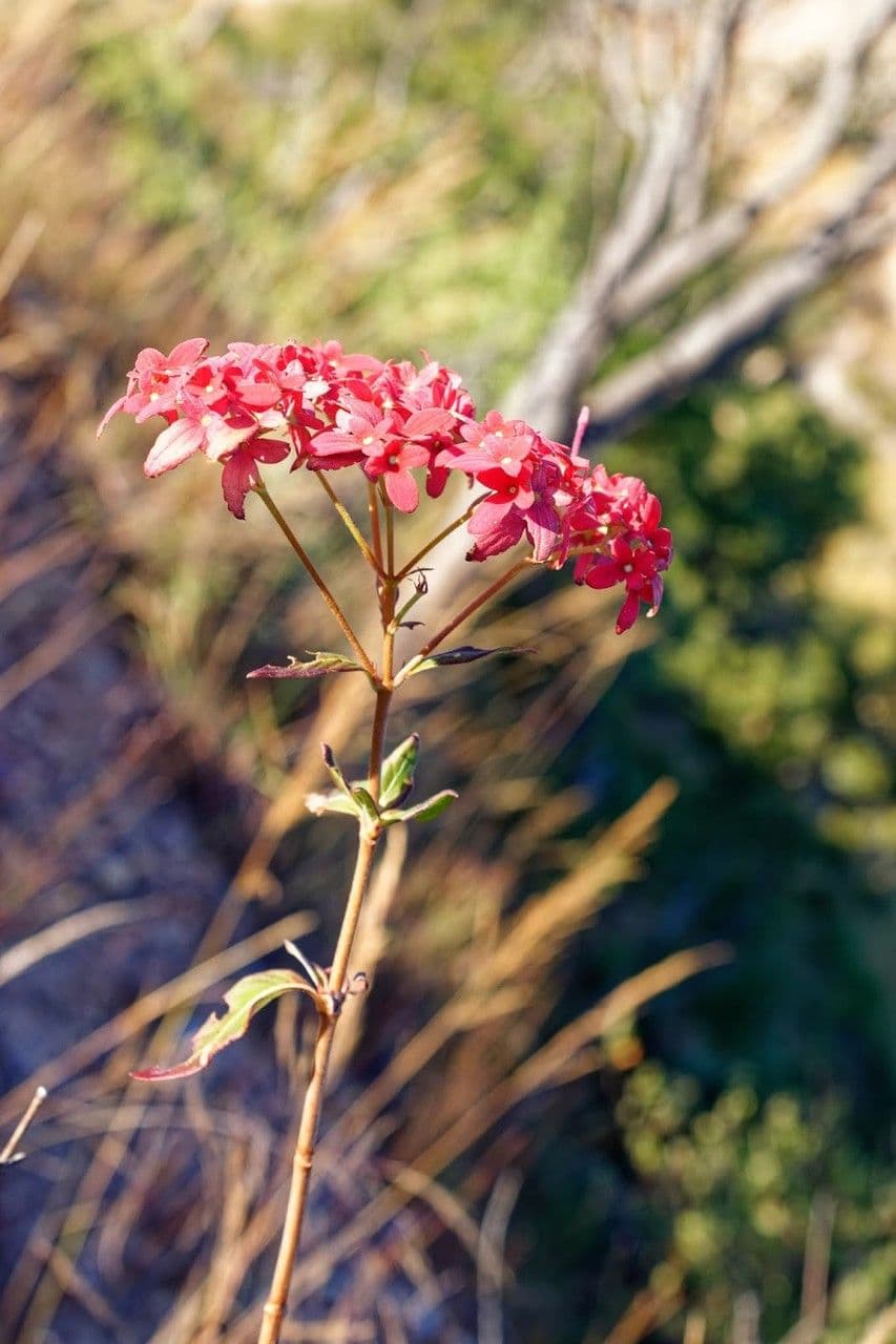 Paracarphalea kirondron 6