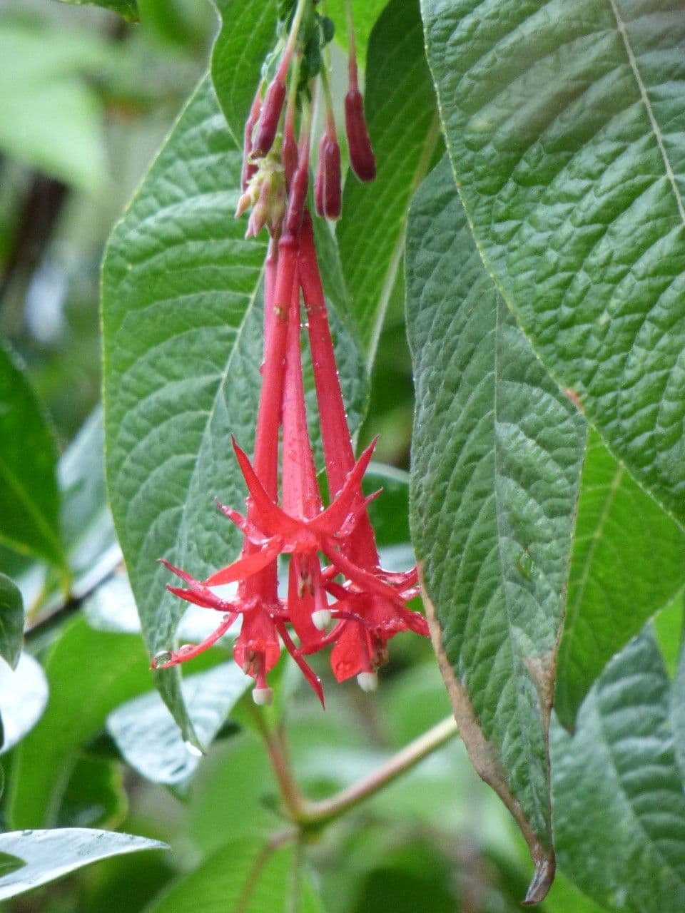 Fuchsien 10