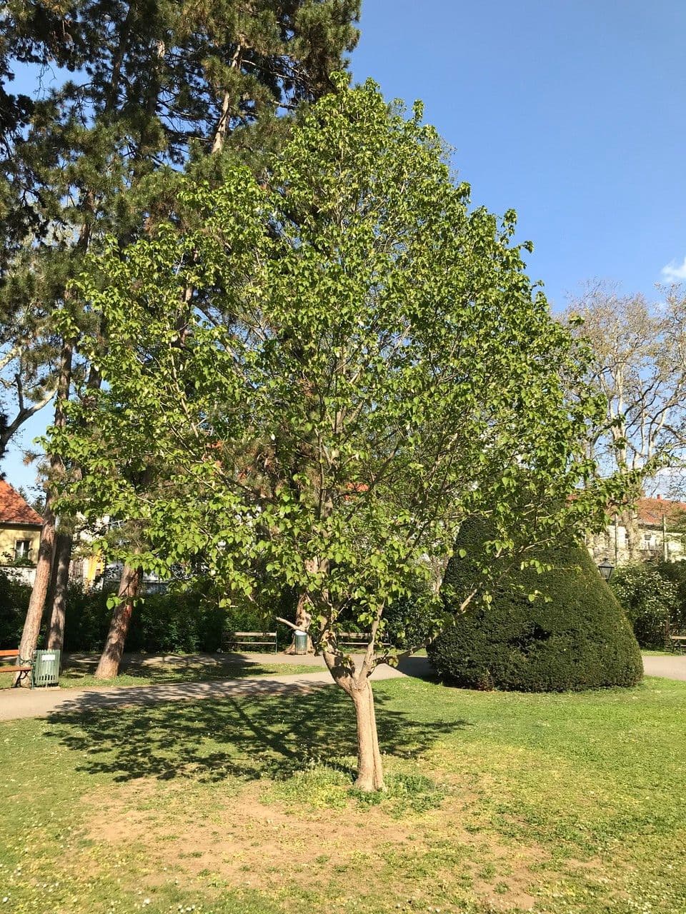Taschentuchbaum 12