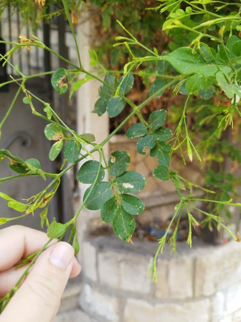 Großblütiger Jasmin 17