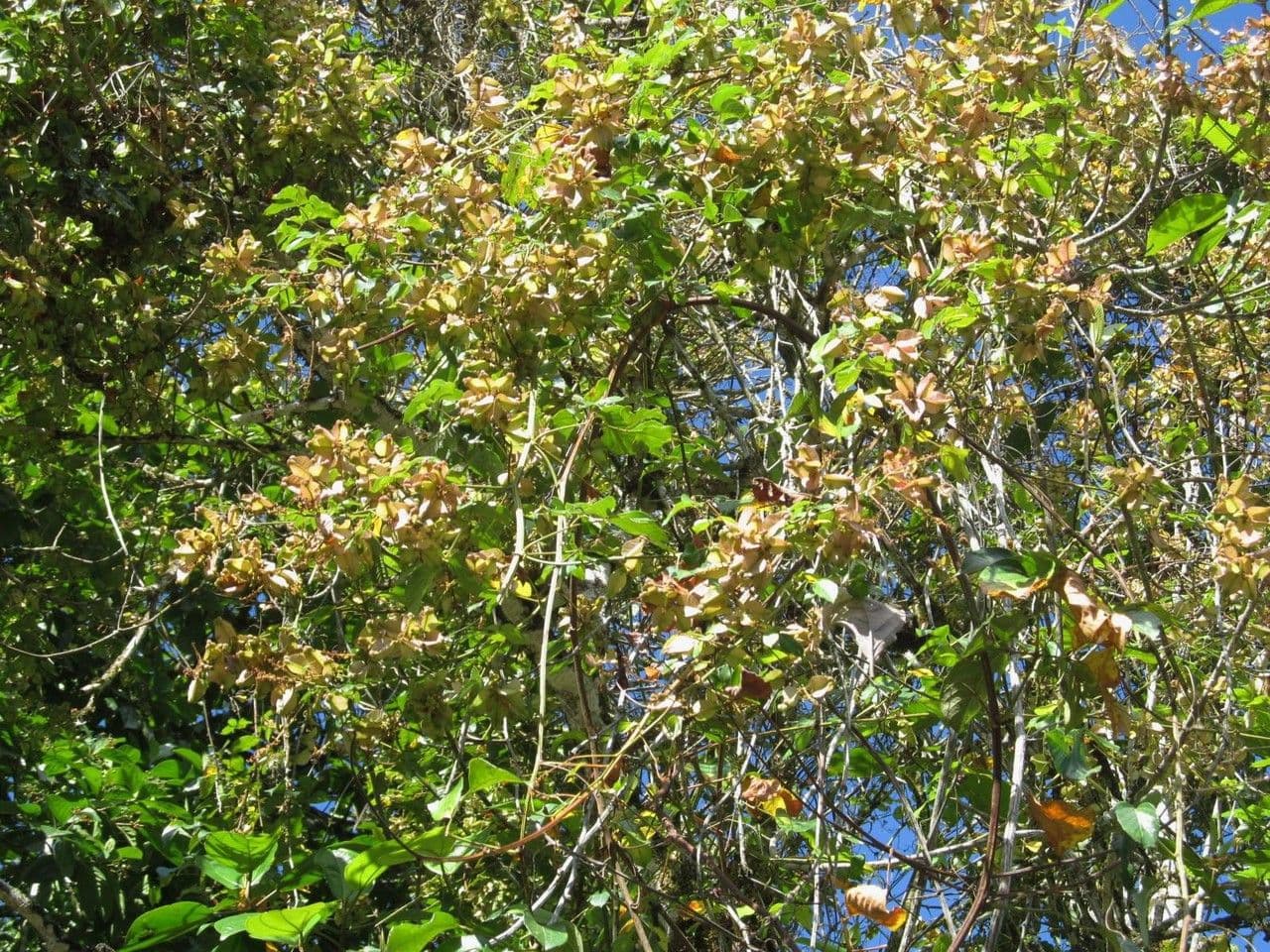 Serjania acuta
