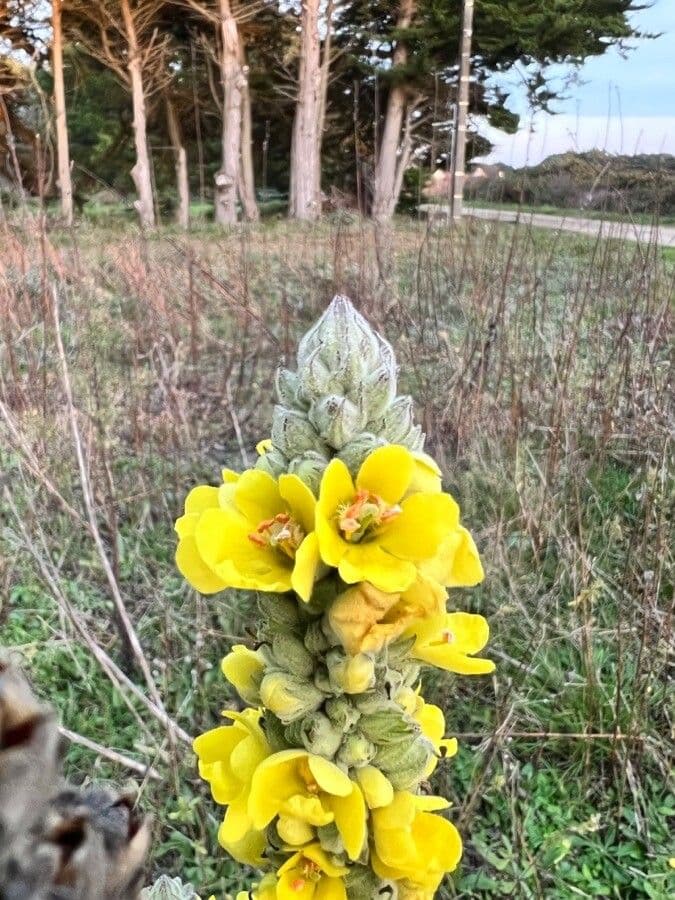 Großblütige Königskerze 7