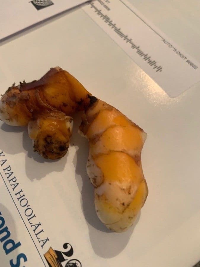 Curcuma 29