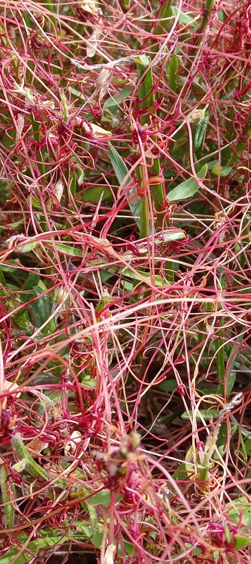Cuscuta del timo 21