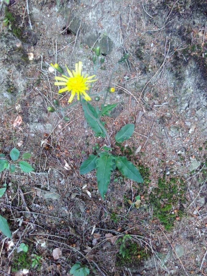 Lachenals Habichtskraut 3