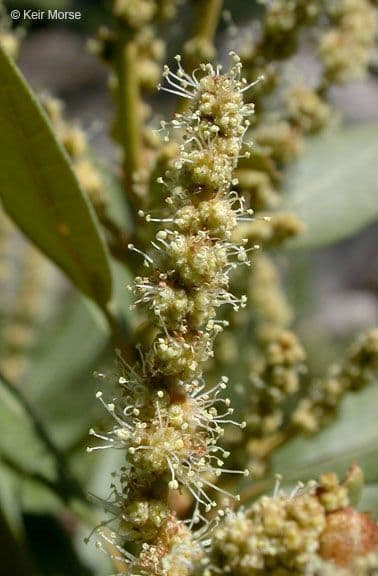 Chrysolepis sempervirens 7
